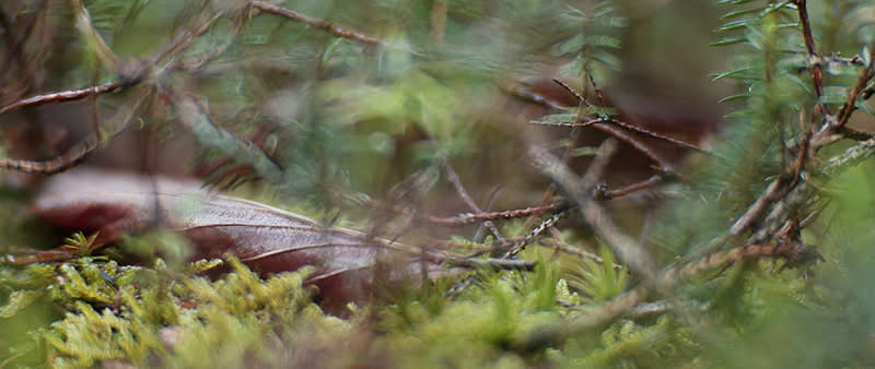 After Work-Kursreihe: Haiuku fotografieren