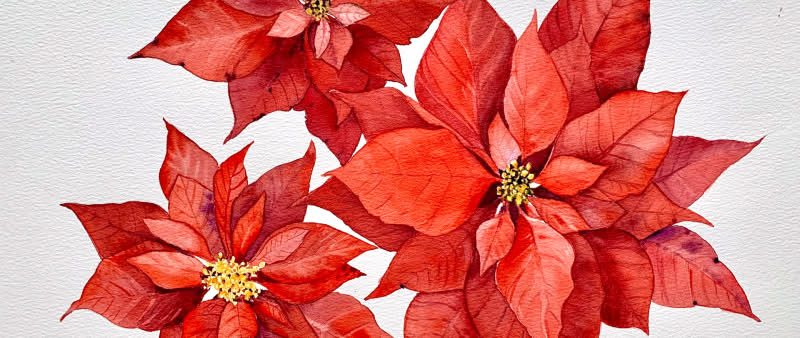 After Work: Der Weihnachtsstern - Botanische Fundstücke in Aquarell